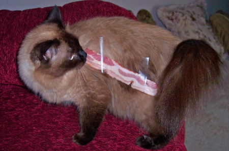 2006-cat-bacon.