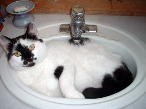 2007-cat-in-sink.