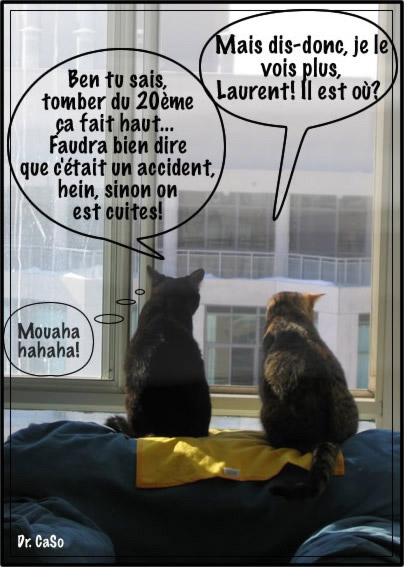 Chats assassins.