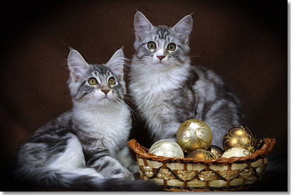 christmas-kitten