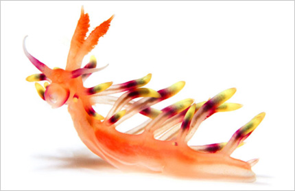 Flabellina exoptata.