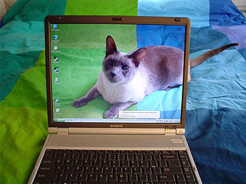 friday cat