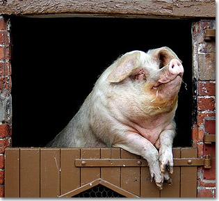Cochon.