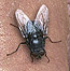 La mouche.