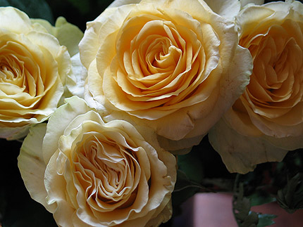 roses