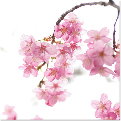 Sakura - Photo noe**