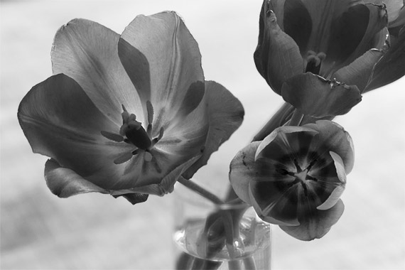 2011-tulipes.