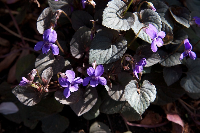 Viola riviniana ‘purpurea’
