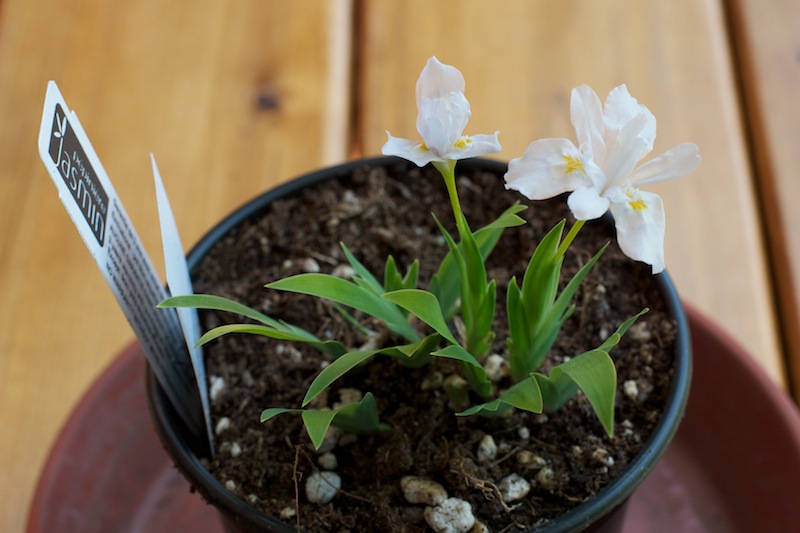 Iris cristata ‘Alba’