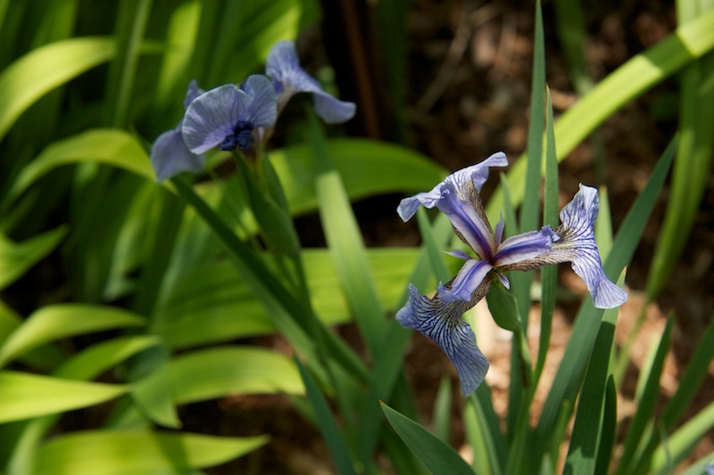 Iris hookeri, syn. Iris setosa var. canadensis