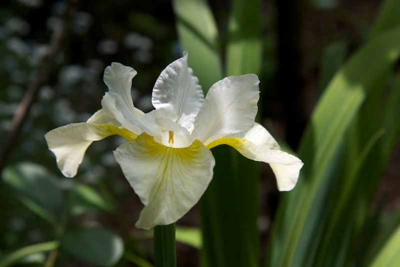 Iris sibirica ‘Butter and Sugar’g