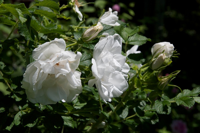 Rose ‘Blanc double de Coubert’
