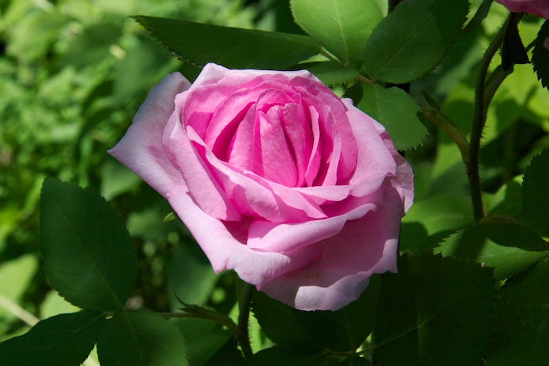 Rose ‘Comte de Chambord’
