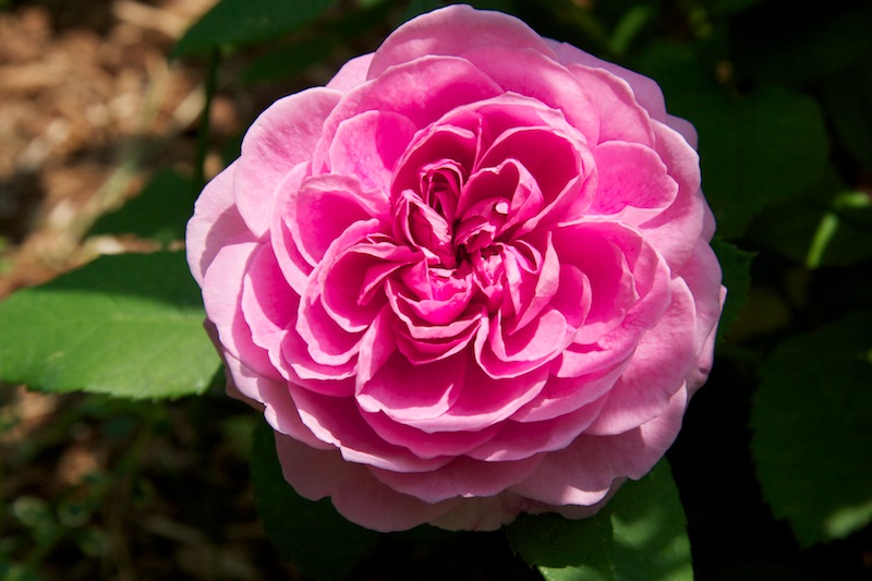 Rose ‘Gertrude Jekyll’