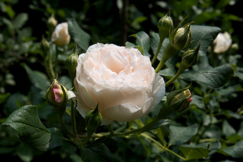 Rose ‘Rose-Marie’