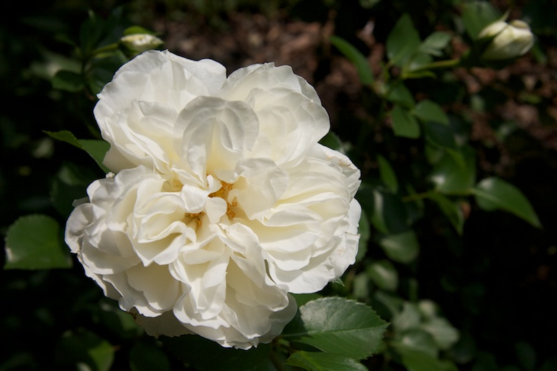 Rose ‘White Meidiland’