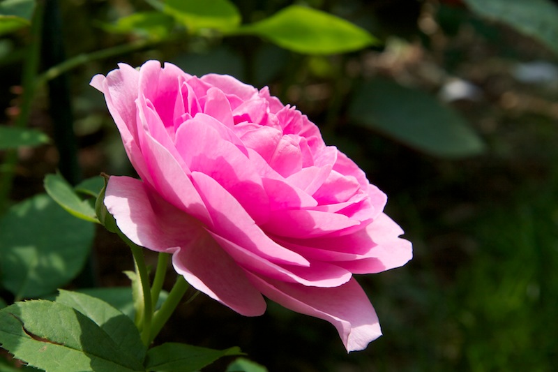 Rose ‘Gertrude Jekyll’