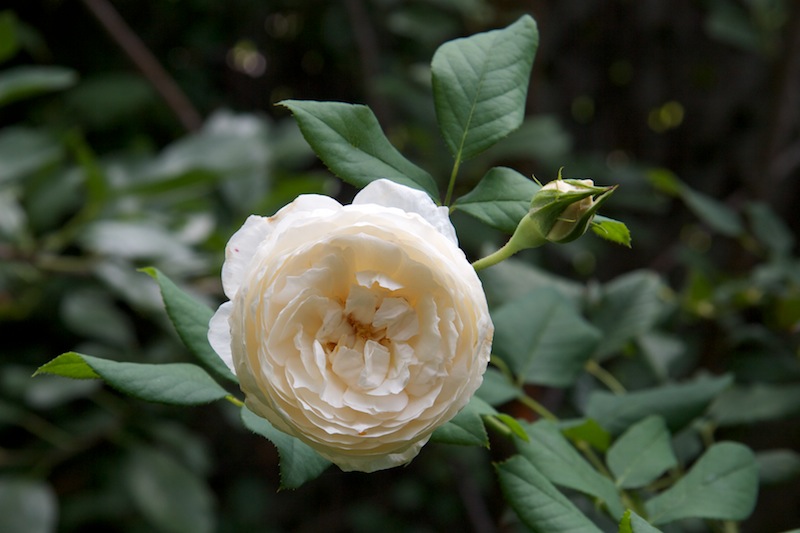 Rosier anglais ‘Rose Marie’, syn. ‘White Heritage’, ‘AUSome’