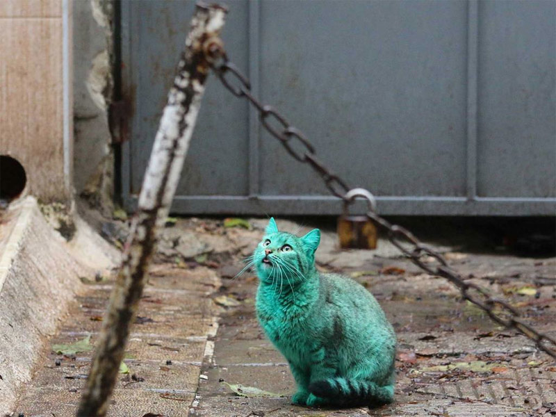 Bulgaria’s green cat