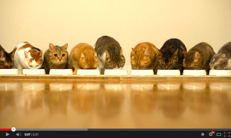 9 cats to eat side by side