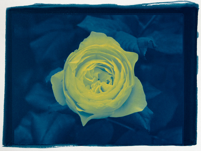 Cyanotype et encres sur papier Arches Platine