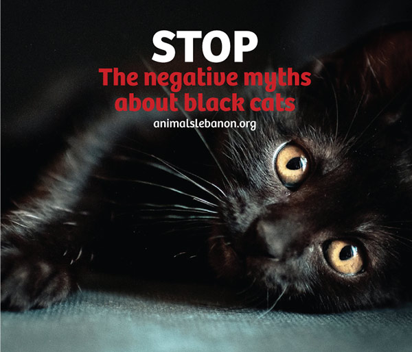 Black cats negative myths