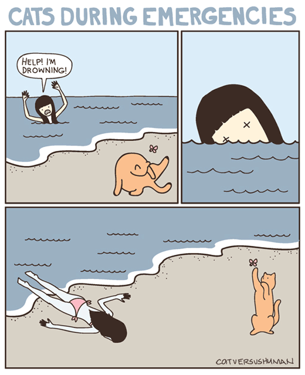 cat-during-emergencies.