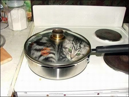 Cooking a cat.