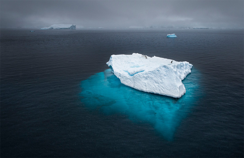 Pingouins sur un iceberg