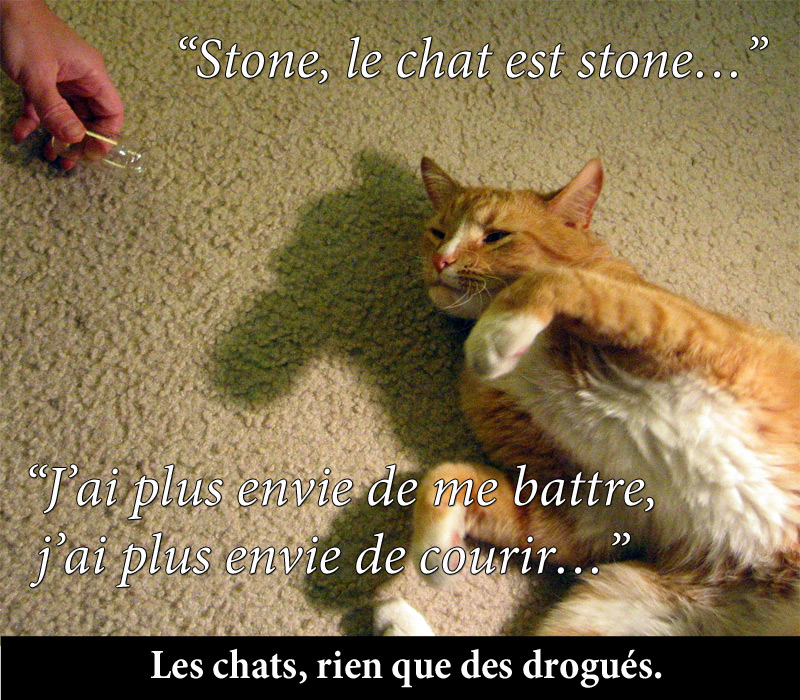 Stone, le chat est stone