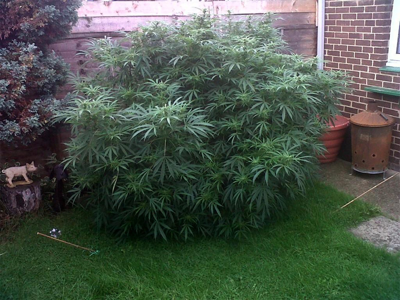Le cannabis, une idée jardinage du tonnerre
