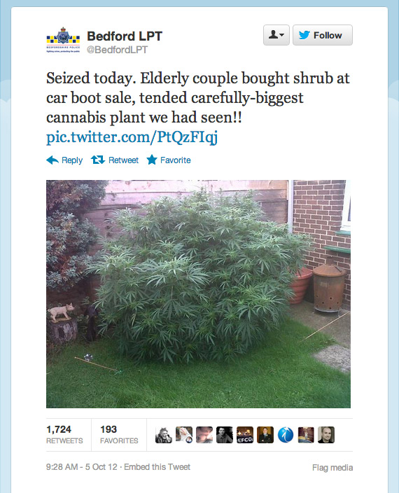 Seized today. Elderly couple bought shrub at car boot sale, tended carefully-biggest cannabis plant we had seen!