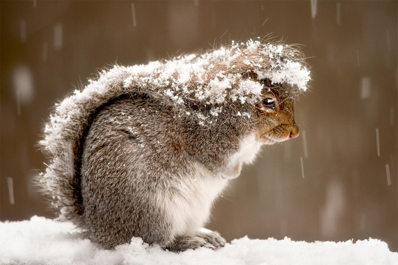 snowy-squirrel-2012.jpg