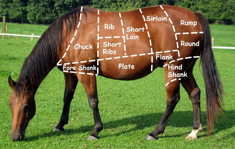 Yummy Horse